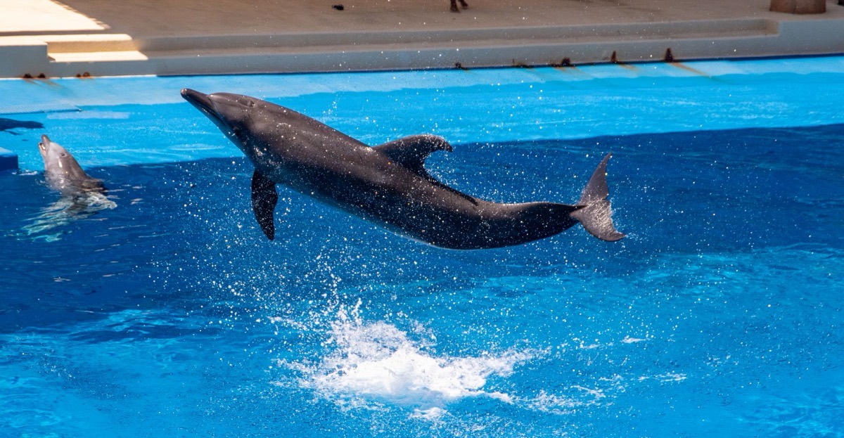 A dolphin leaping out of the water
