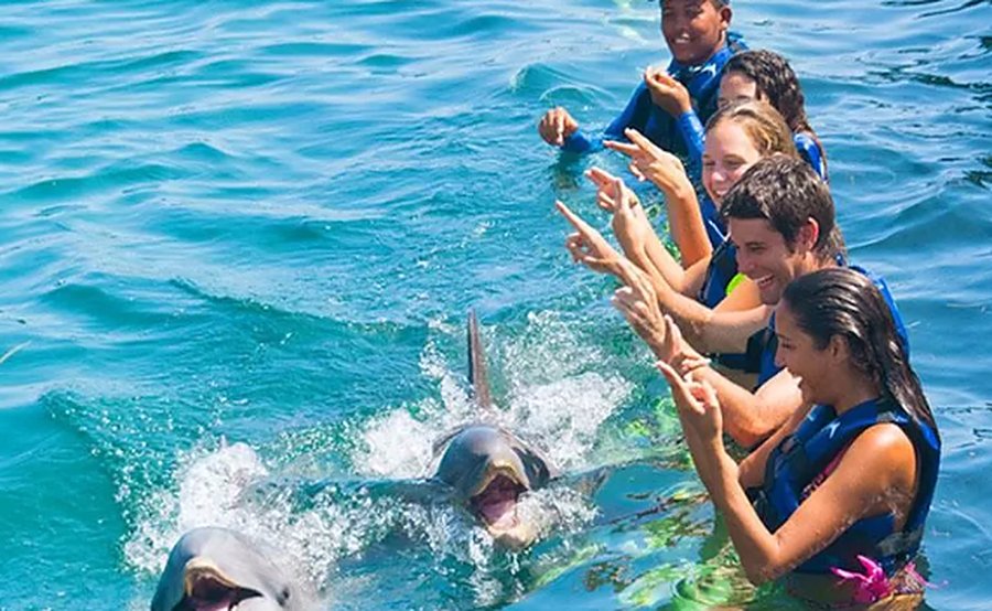 A group of travellers in the water greeting two dolphins