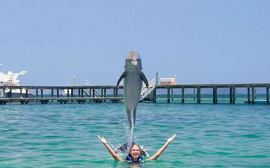 A dolphin leaps straight up behind a swimmer with her arms out