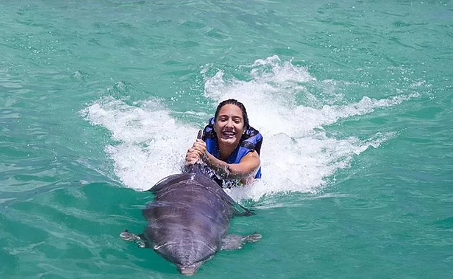 A traveller glides through the water holding a dolphin's fin