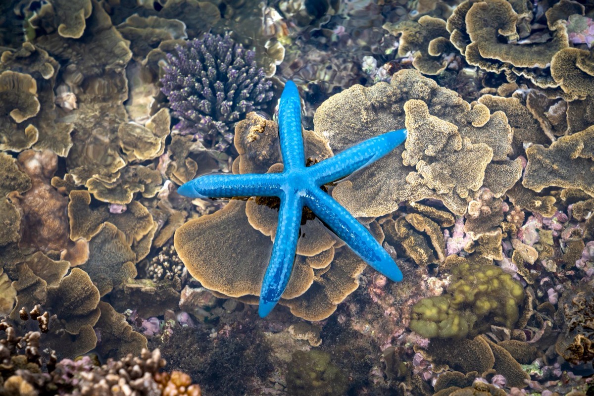 A blue starfish on coral, on the seabed