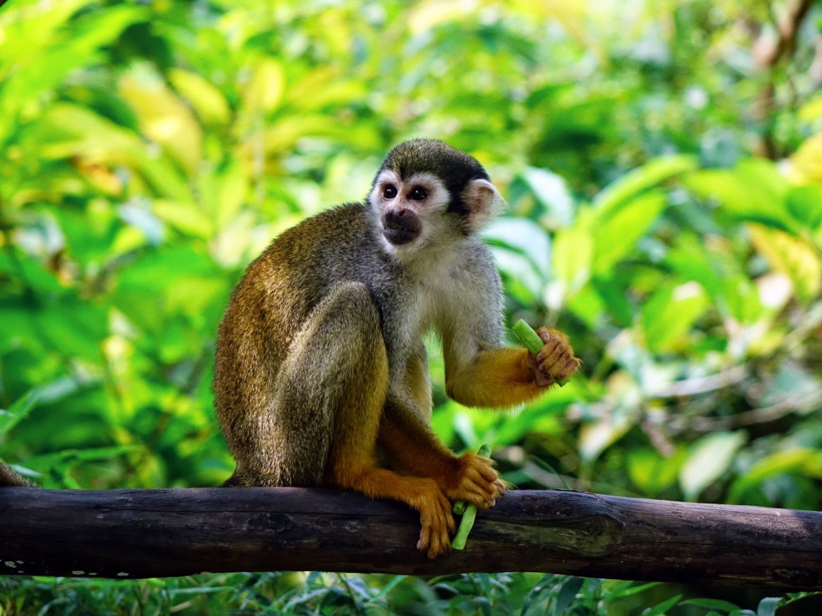 A squirrel monkey on a branch, surrounded by greenery