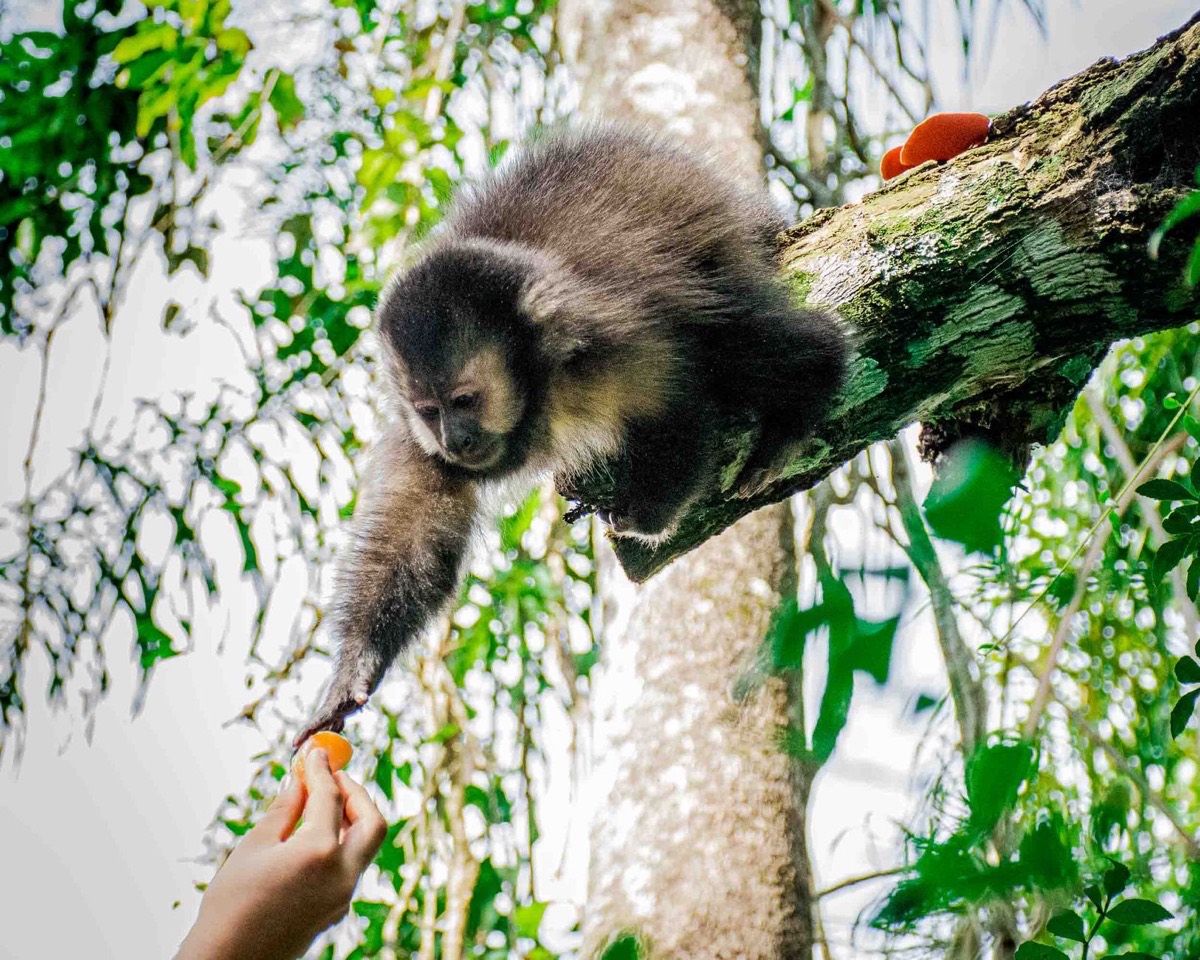 A monkey taking food from a person's hand