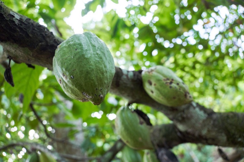 Green cocoa pods on the branch