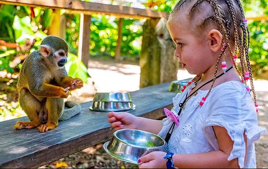 A little girl with braids offers food to a squirrel monkey on a railing