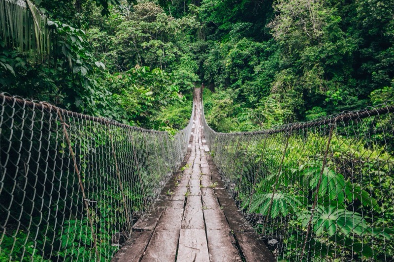 A suspension bridge over the jungle